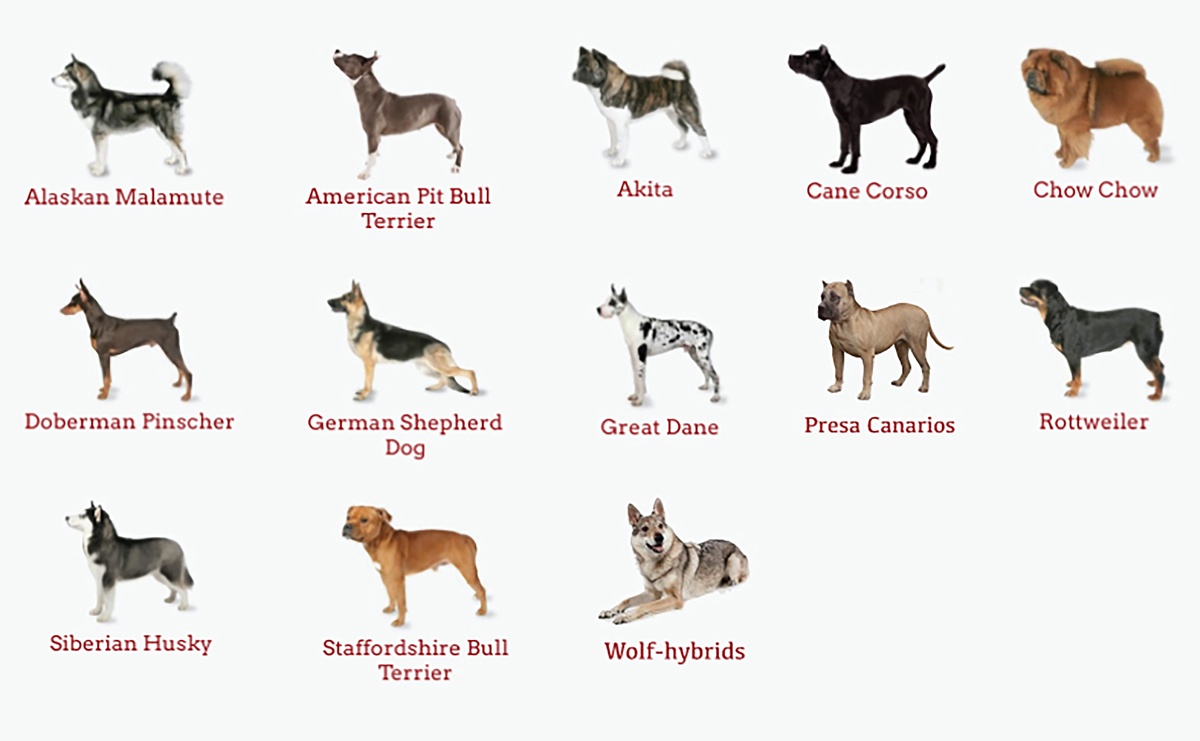 Dog-Breeds-affecting-home-insurance-poli